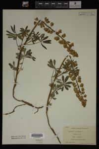 Lupinus perennis image