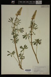 Lupinus perennis image