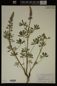 Lupinus perennis image