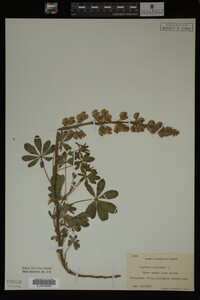 Lupinus perennis image