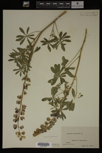 Lupinus perennis image