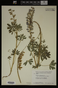 Lupinus perennis image