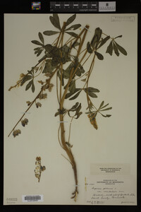 Lupinus perennis image