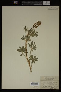 Lupinus perennis image
