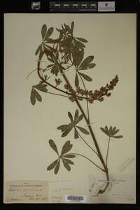 Lupinus perennis image