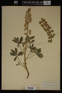 Lupinus perennis image