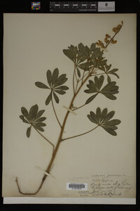 Lupinus perennis image