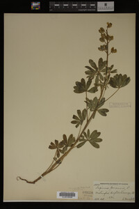 Lupinus perennis image