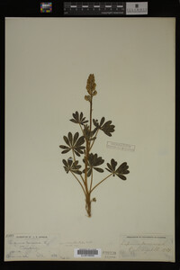 Lupinus perennis image