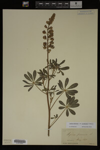 Lupinus perennis image