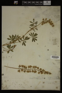 Lupinus perennis image