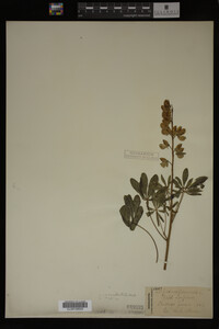 Lupinus perennis image