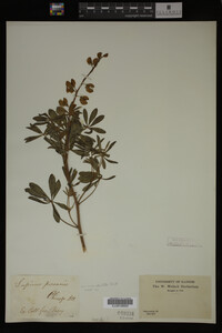 Lupinus perennis image