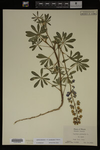 Lupinus perennis image