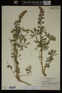Lupinus perennis image