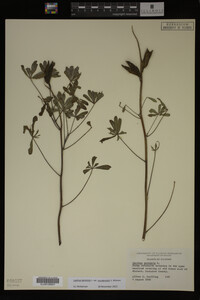Lupinus perennis image