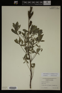 Lupinus perennis image