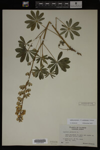 Lupinus perennis image
