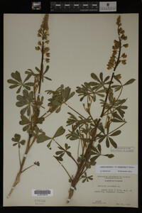 Lupinus perennis image