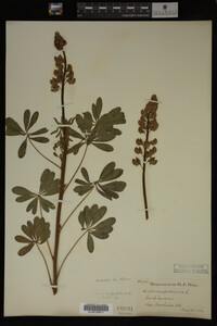 Lupinus perennis image