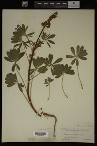 Lupinus perennis image