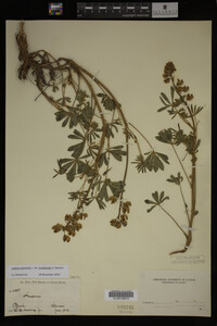 Lupinus perennis image