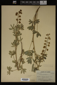 Lupinus perennis image
