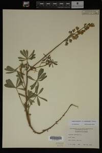 Lupinus perennis image