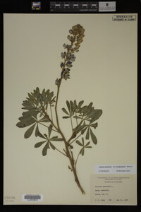 Lupinus perennis image
