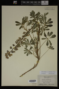 Lupinus perennis image