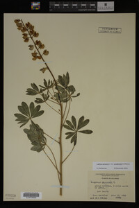 Lupinus perennis image