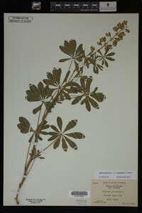 Lupinus perennis image