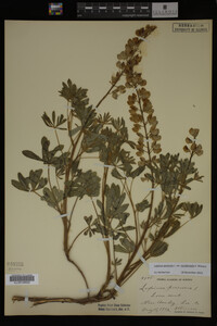 Lupinus perennis image