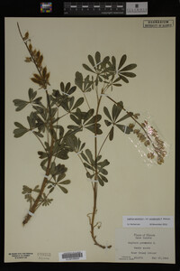 Lupinus perennis image