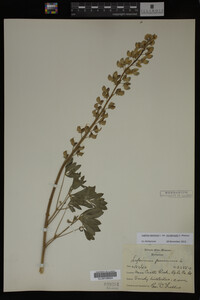 Lupinus perennis image