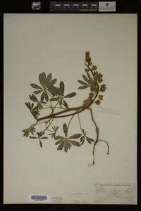 Lupinus perennis image