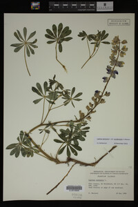 Lupinus perennis image