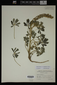 Lupinus perennis image