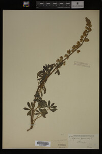 Lupinus perennis image