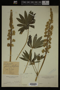 Lupinus polyphyllus image