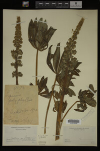 Lupinus polyphyllus image