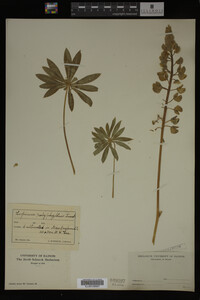 Lupinus polyphyllus image