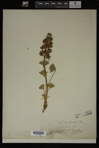 Image Associated With the Occurrence