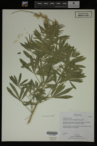 Lupinus barbiger image