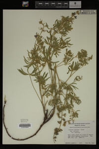 Image Associated With the Occurrence