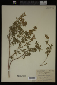 Image Associated With the Occurrence