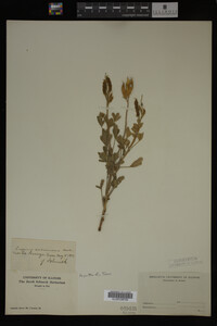 Image Associated With the Occurrence