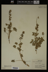 Image Associated With the Occurrence