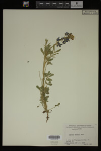 Image Associated With the Occurrence
