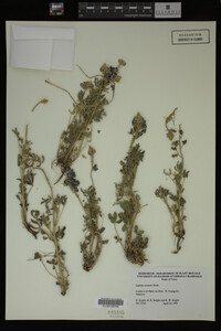 Image Associated With the Occurrence